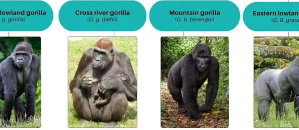 Lowland and Mountain Gorilla differences explained