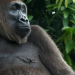 Cross River Gorillas