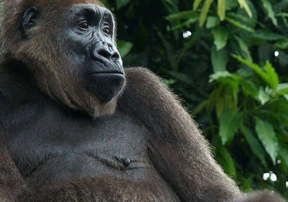 Cross River Gorillas