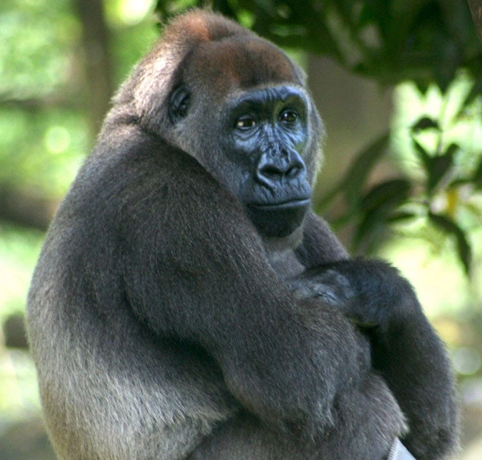 Cross River Gorillas