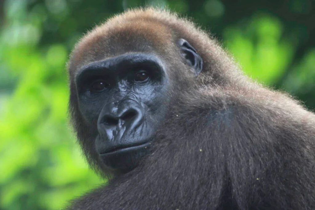 Cross River gorillas
