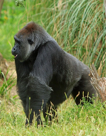 Eastern lowland gorillas