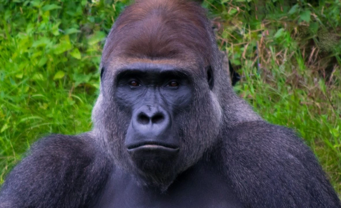 Eastern lowland gorillas