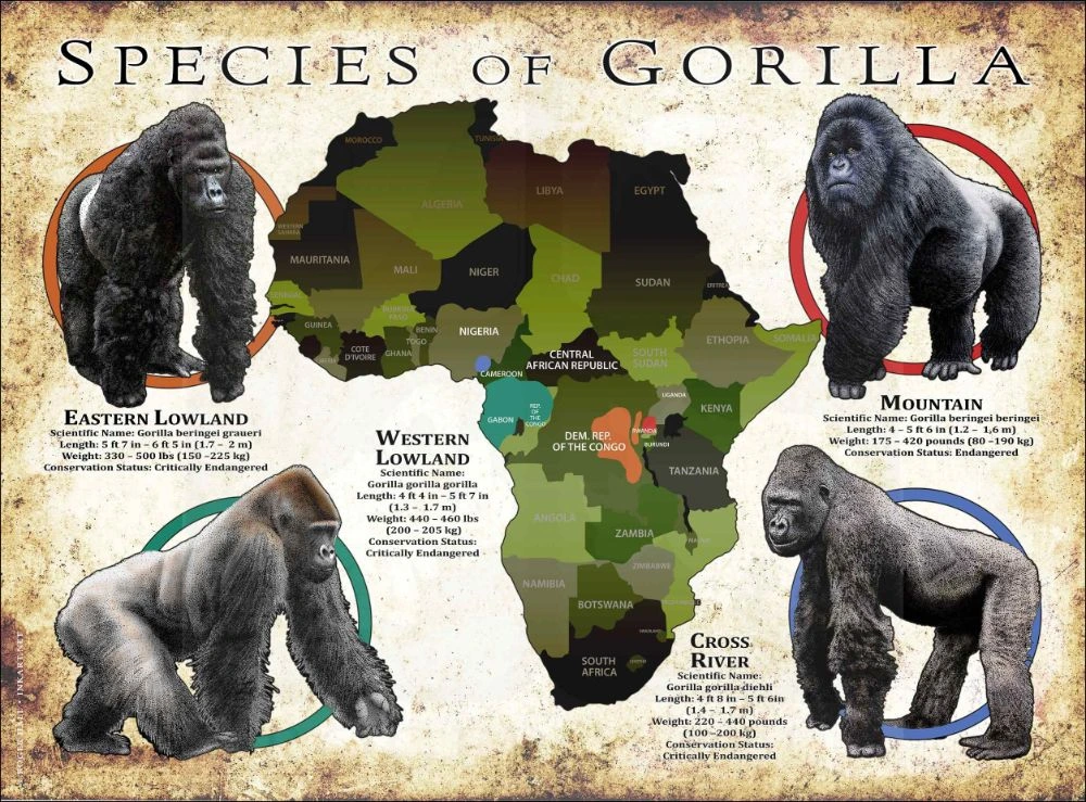 types of gorillas
