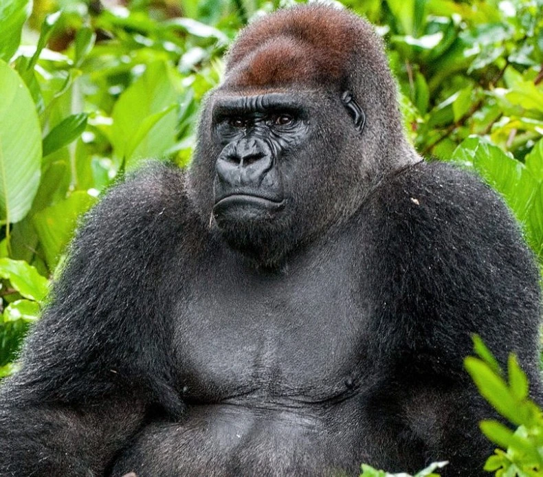 Western Lowland Gorillas