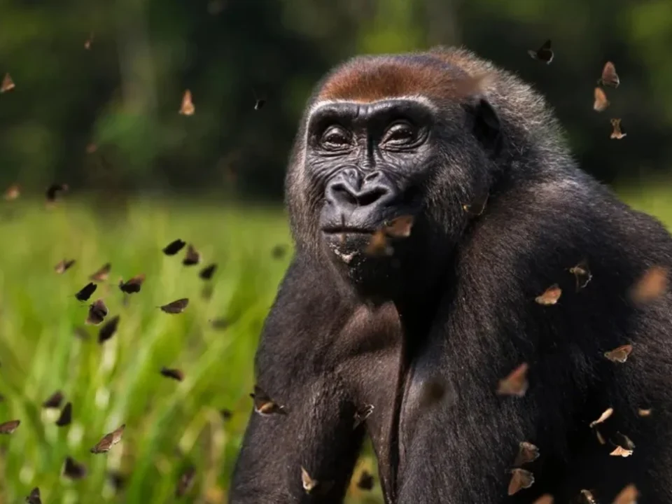 Western lowland gorillas