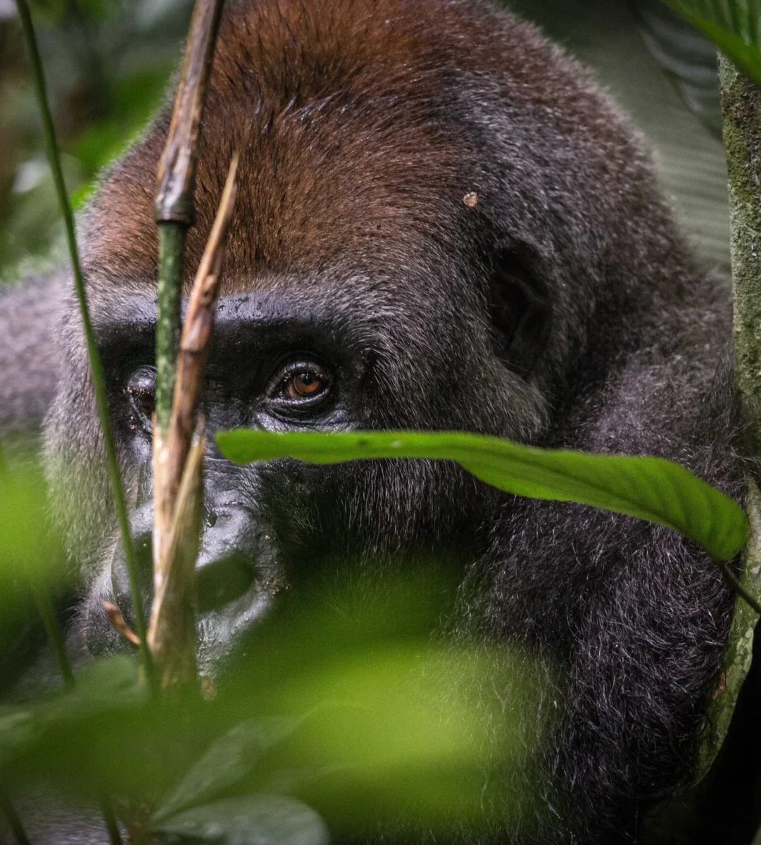 Western lowland gorillas