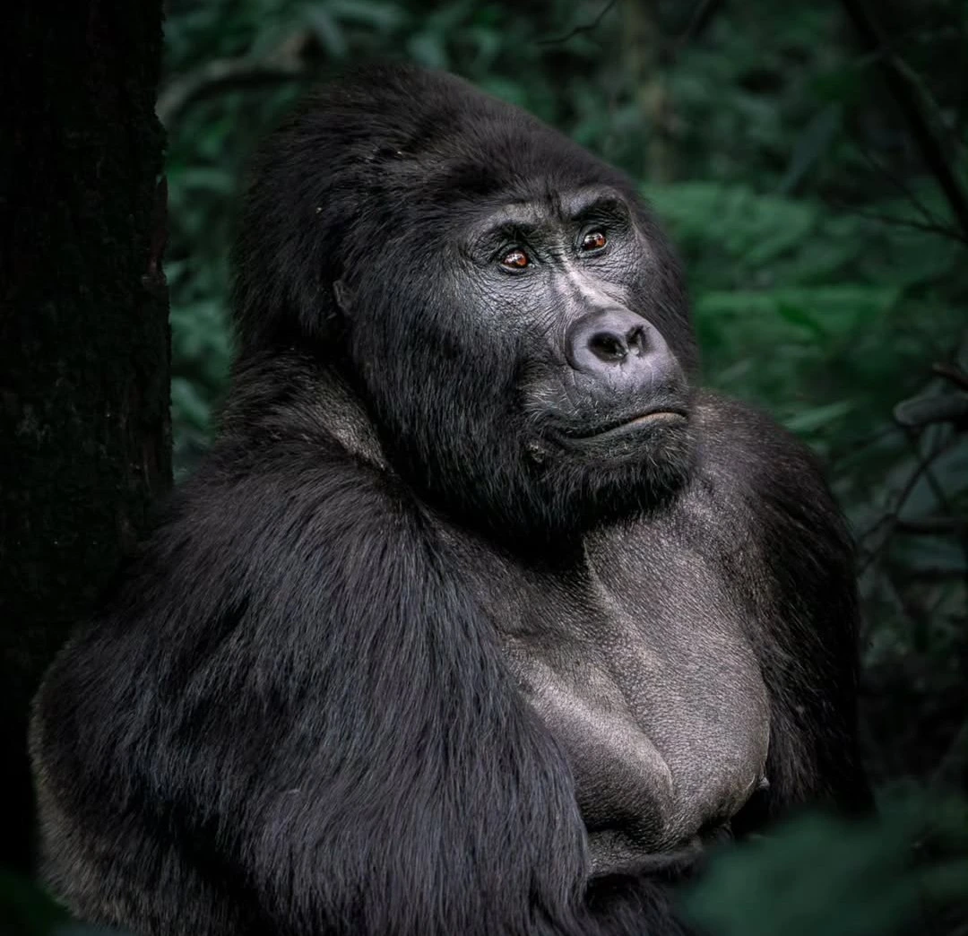 mountian gorilla