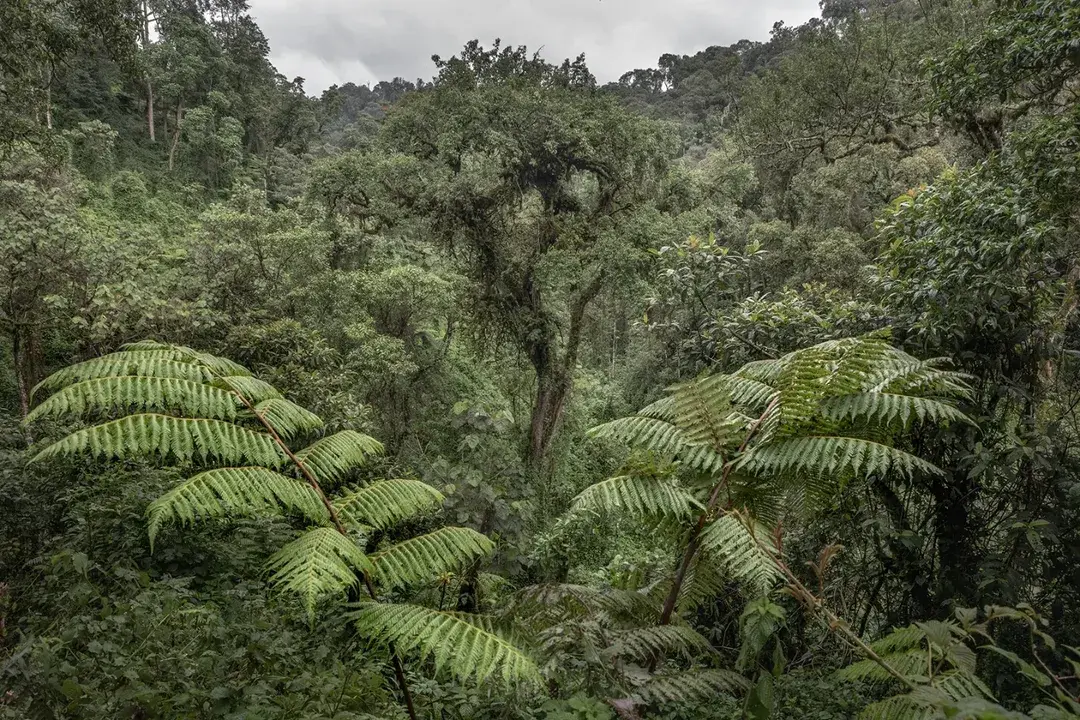 Which Bwindi Gorilla Sector Is Best