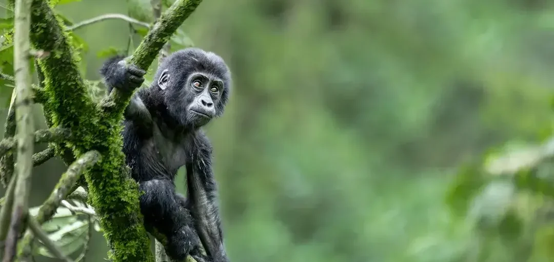 Which Bwindi Gorilla Sector Is Best?