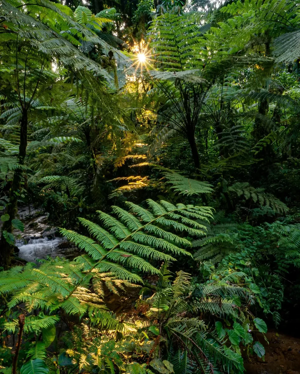 Bwindi Impenetrable Forest