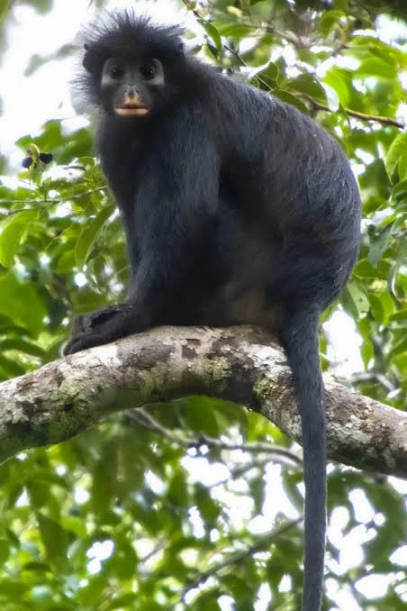 New Monkey species in DR.Congo
