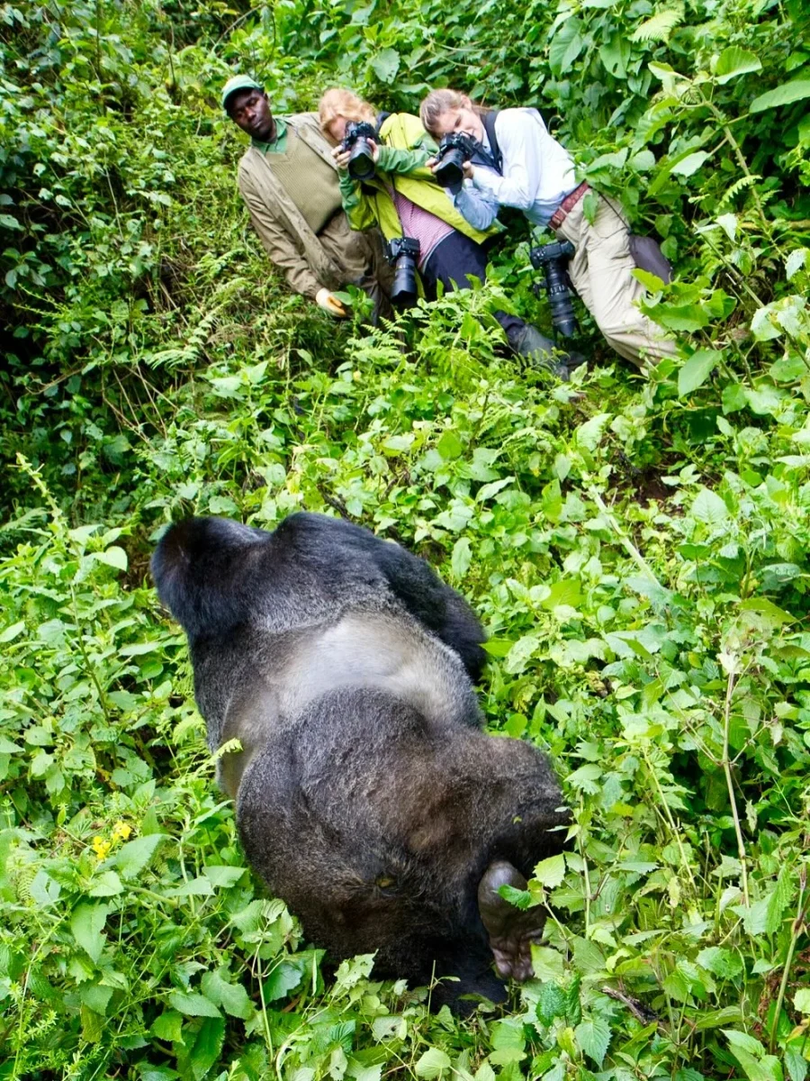 Top Things to Do In Bwindi