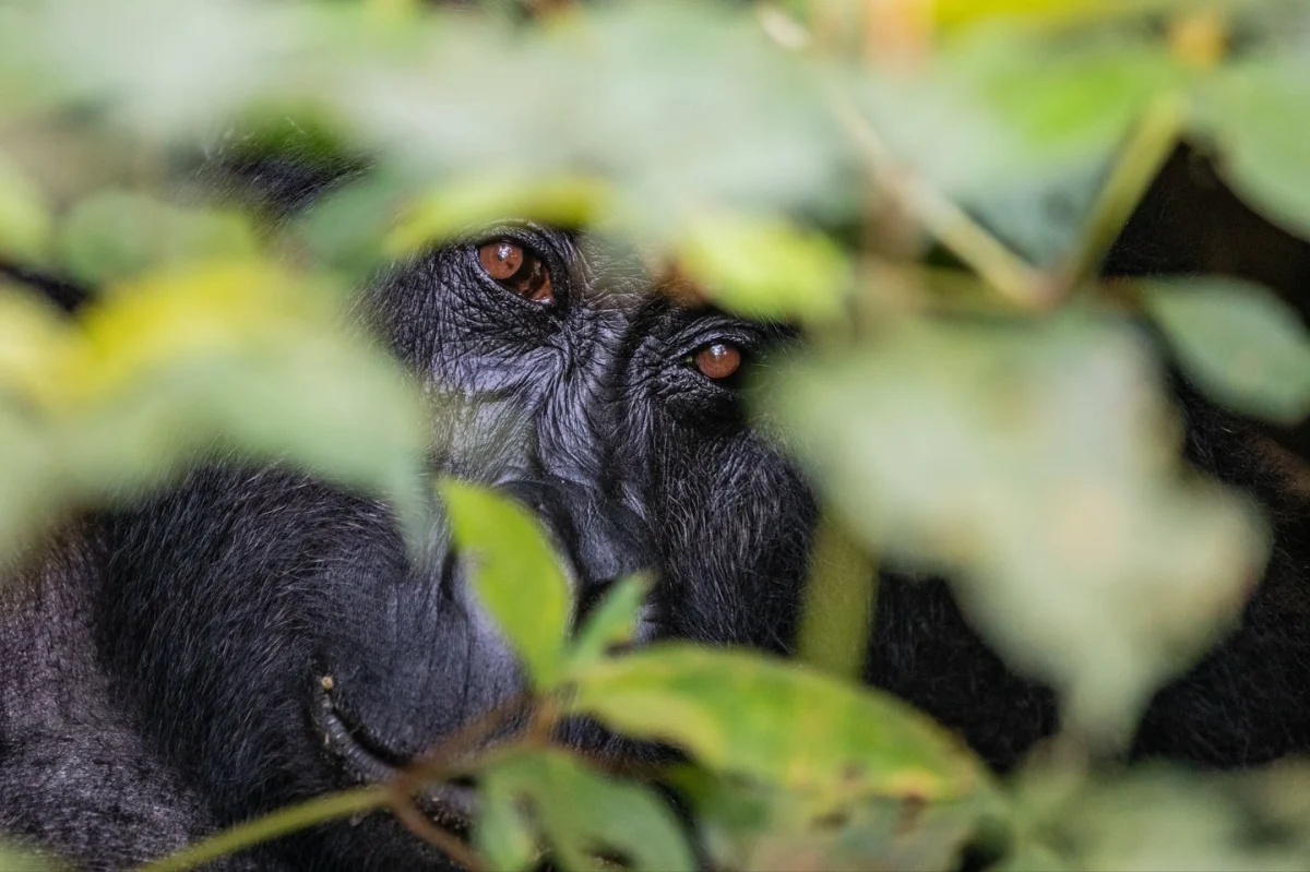 Bwindi Impenetrable Forest Park Prices