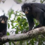 New Monkey species in DR.Congo
