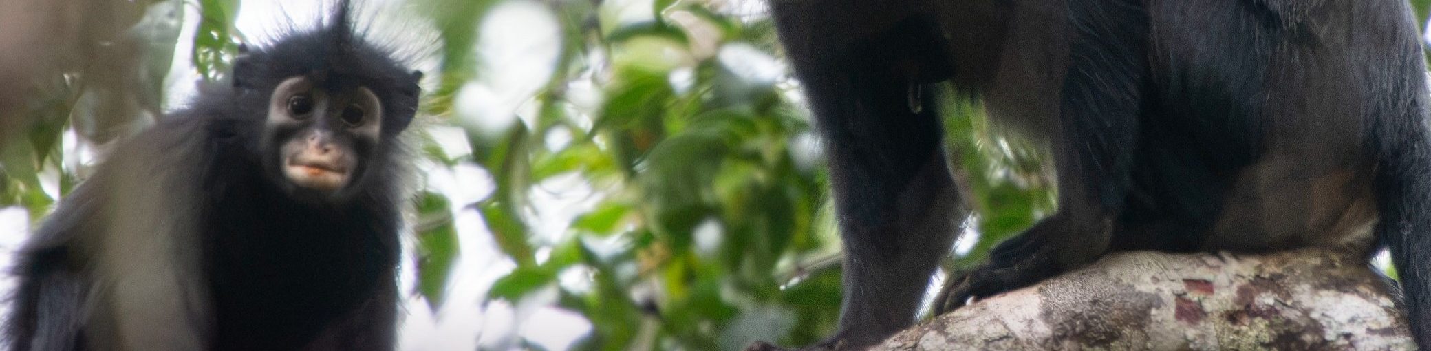 New Monkey species in DR.Congo