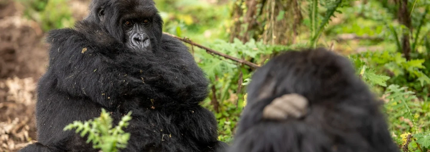 Nshanjare Gorilla Family