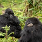Nshanjare Gorilla Family