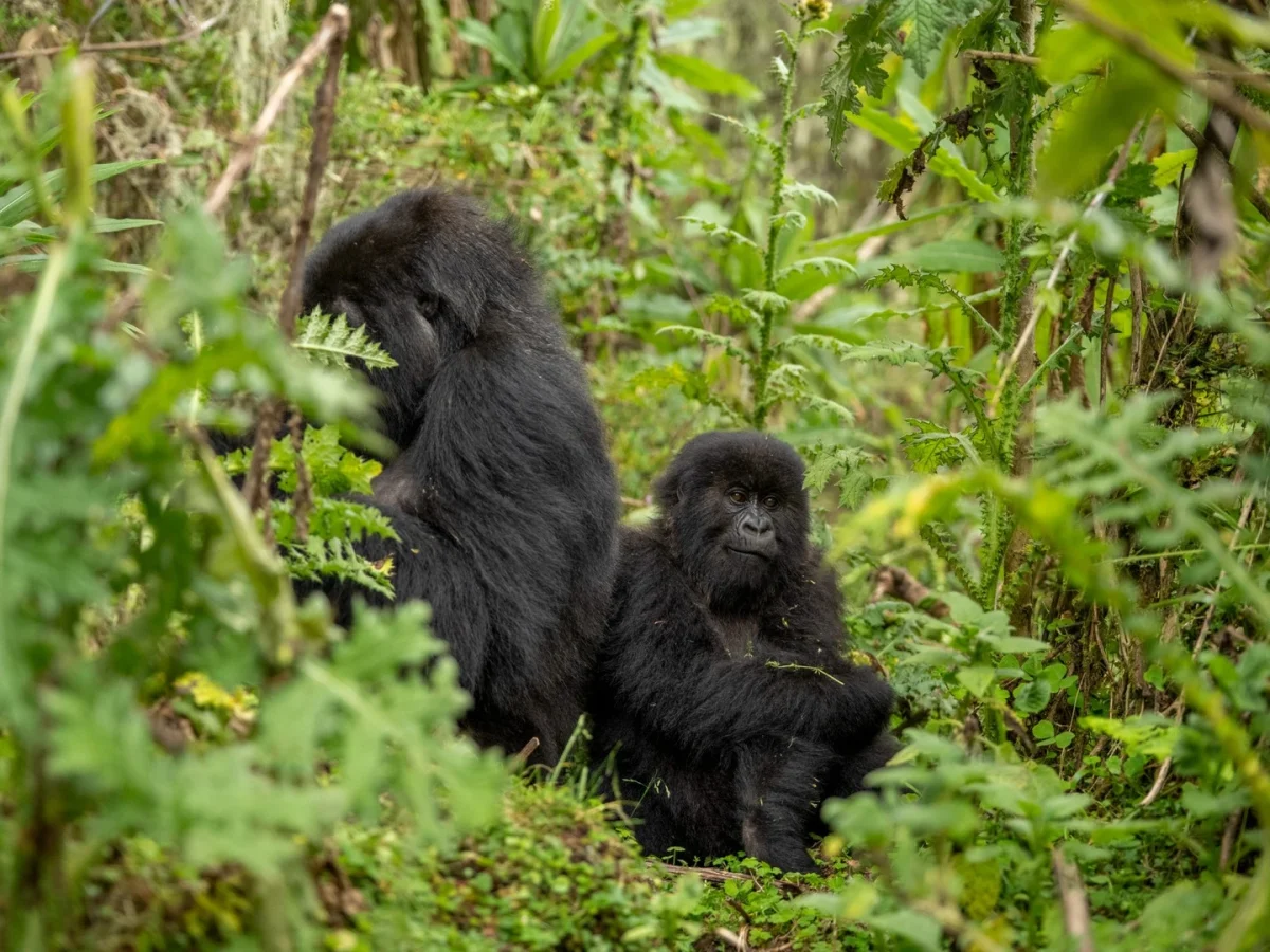 Nshanjare Gorilla Family